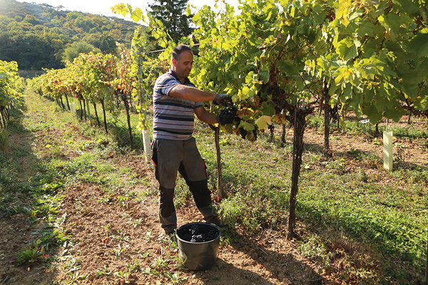 Markus Wertek bei der Weinlese in den Weingärten des Weinguts Schlossberg